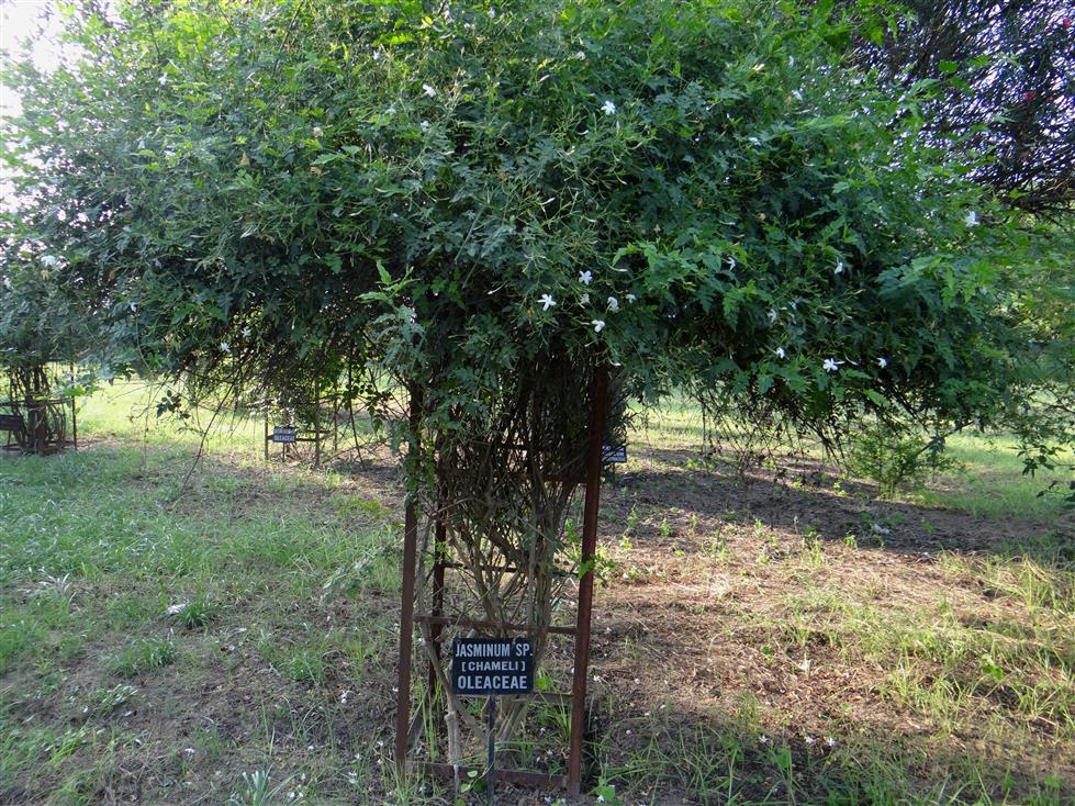 Jasminum grandiflorum
